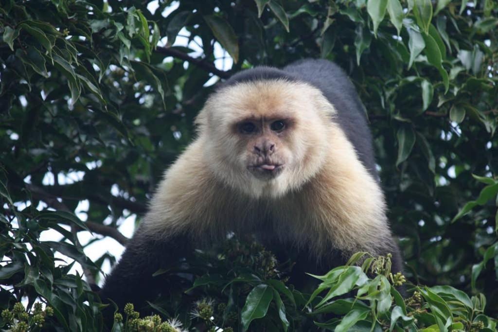 La Casa Bonita Lejlighed Monteverde Eksteriør billede