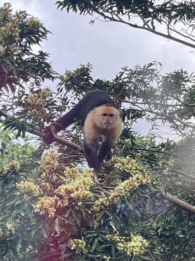 La Casa Bonita Lejlighed Monteverde Eksteriør billede